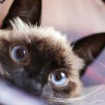 curiosidades-de-los-gatos-siameses-ojos