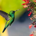 curiosidades-del-colibri