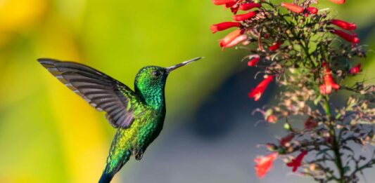 curiosidades del colibri