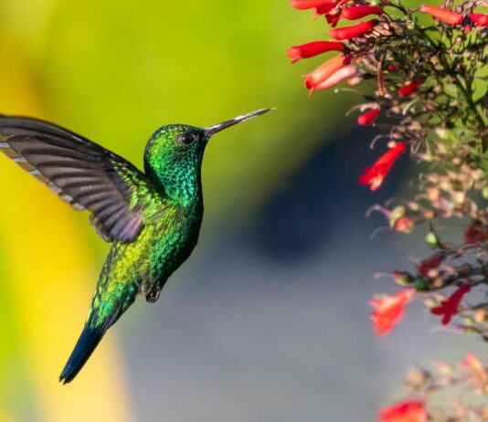 20 Curiosidades del colibrí | ¡Conoce todo sobre esta maravillosa ave! curiosidades del colibri