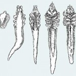 Demodex folliculorum
