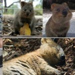 Quokka, un encantador marsupial que quieres conocer