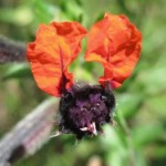 flor murciélago