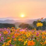 flores-de-colores
