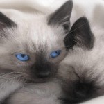Curiosidades sobre los gatos siameses