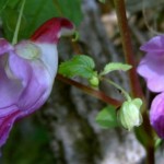 la flor loro