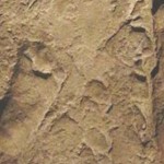 Las primeras huellas de la humanidad, las huellas de Laetoli