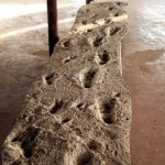 Las primeras huellas de la humanidad, las huellas de Laetoli