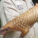 lengua pangolin