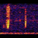 «Bloop», la historia de un inquietante sonido