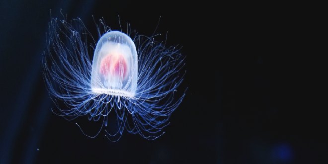 medusa inmortal