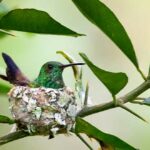 nidos-de-los-colibris