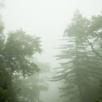 niebla