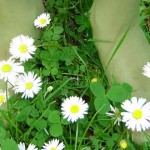 niños verdes