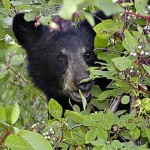oso negro