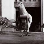 palomas
