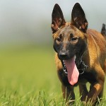¿Qué diría nuestro perro si pudiera hablar?