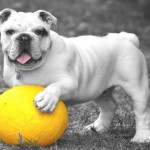 ¿Qué diría nuestro perro si pudiera hablar?