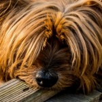 ¿Qué diría nuestro perro si pudiera hablar?