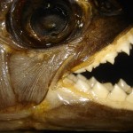 piraña negra