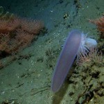 El pirosoma, una criatura realmente extraña