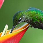 plumaje-de-los-colibris
