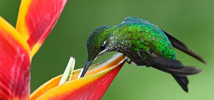 datos curiosos del colibrí su plumaje 