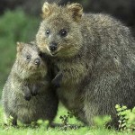 quokkas adorables