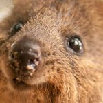 quokka feliz