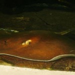 raya gigante de agua dulce
