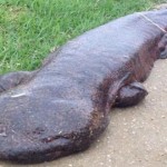 5 increíbles «monstruos» de los ríos que te encantará conocer