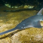 5 increíbles «monstruos» de los ríos que te encantará conocer