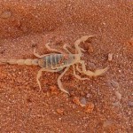 escorpión