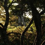 selva