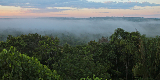 La selva amazónica, el pulmón del planeta, sobre el río Amazonas