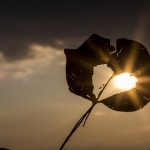 ¿Sabes qué es el síndrome del corazón roto?