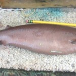 7 tiburones de pesadilla