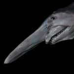 7 tiburones de pesadilla
