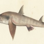 tiburón sierra