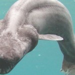 tiburón volante