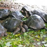 varias tortugas