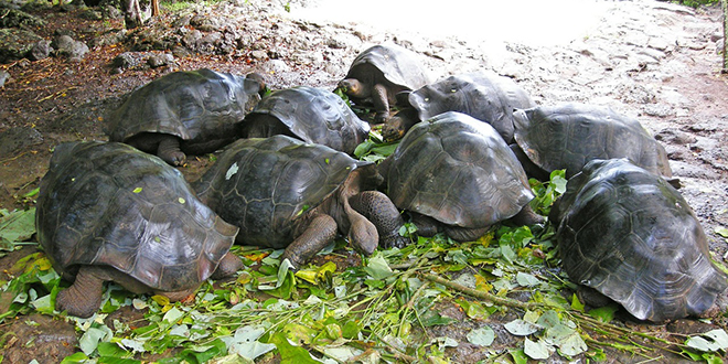varias tortugas