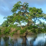 árbol en medio del amazonas