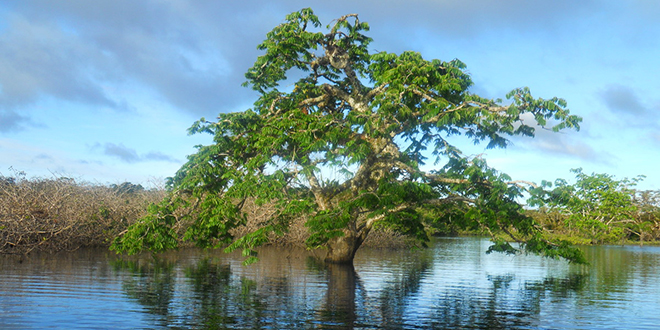 árbol en medio del amazonas, sobre el río Amazonas