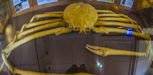 El cangrejo araña, un «monstruo» de casi 4 metros El cangrejo araña, cangrejo gigante japonés, un "monstruo" de casi 4 metros