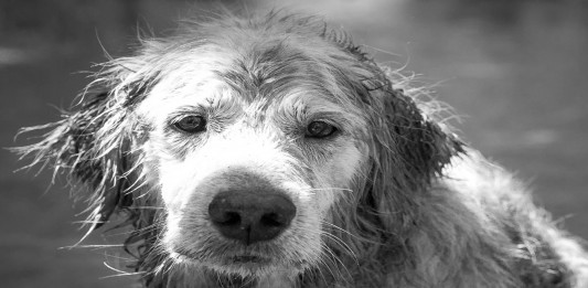 Las otras víctimas del Titanic: los perros Las otras víctimas del Titanic: los perros