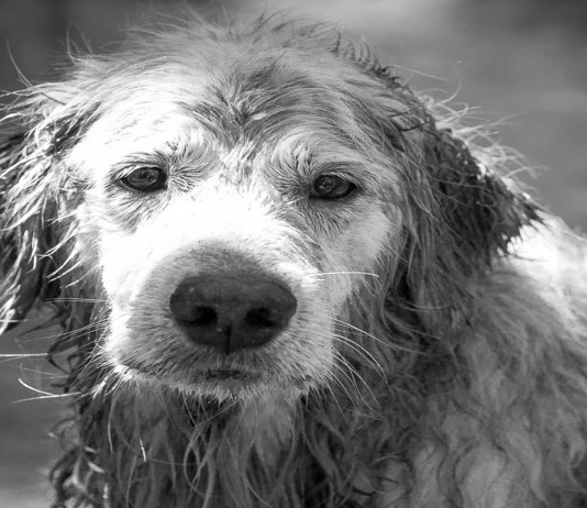 Las otras víctimas del Titanic: los perros Las otras víctimas del Titanic: los perros