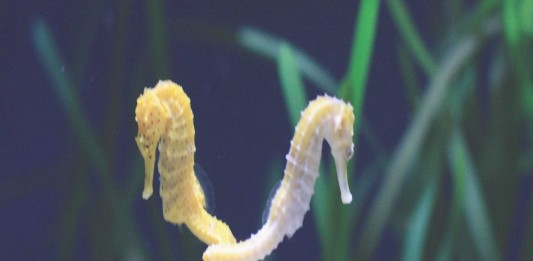¿De verdad el caballito de mar muere de amor? ¿De verdad el caballito de mar muere de amor?