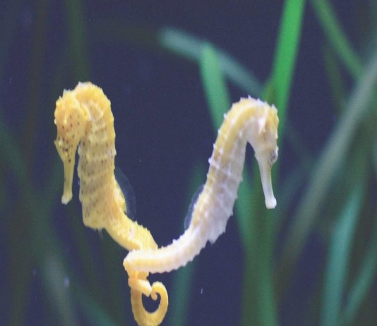 ¿De verdad el caballito de mar muere de amor?