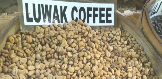 El carísimo café hecho de heces: Kopi Luwak